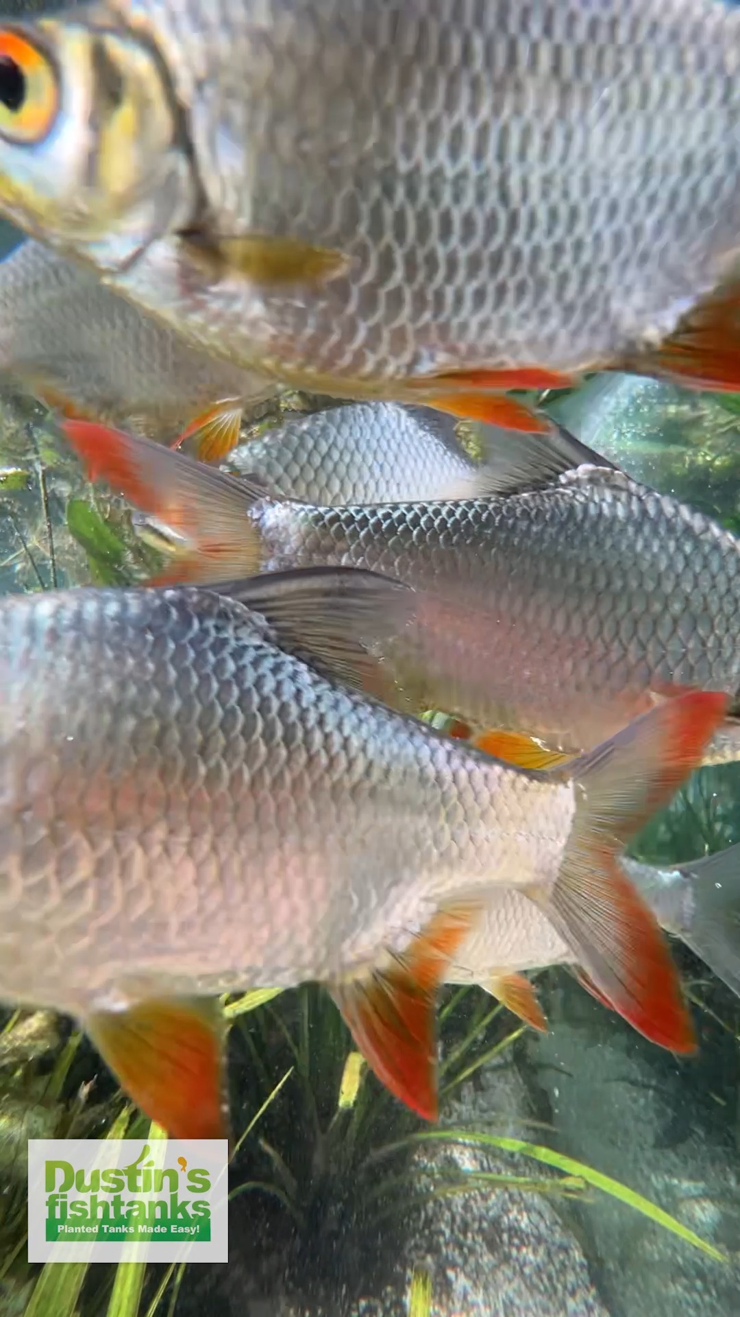 breede0r box dustins fish tanks Beginner Aquarium Plant Package The breeding boxes from Ziss Aqua have an elegant and clear exterior Feeding Golden Dojo Loaches &