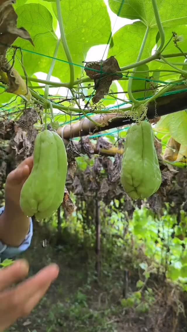 What's this? Fruit or vegetable? 🍐🌳🍏🫑 #naturelovers #naturevibes # ...