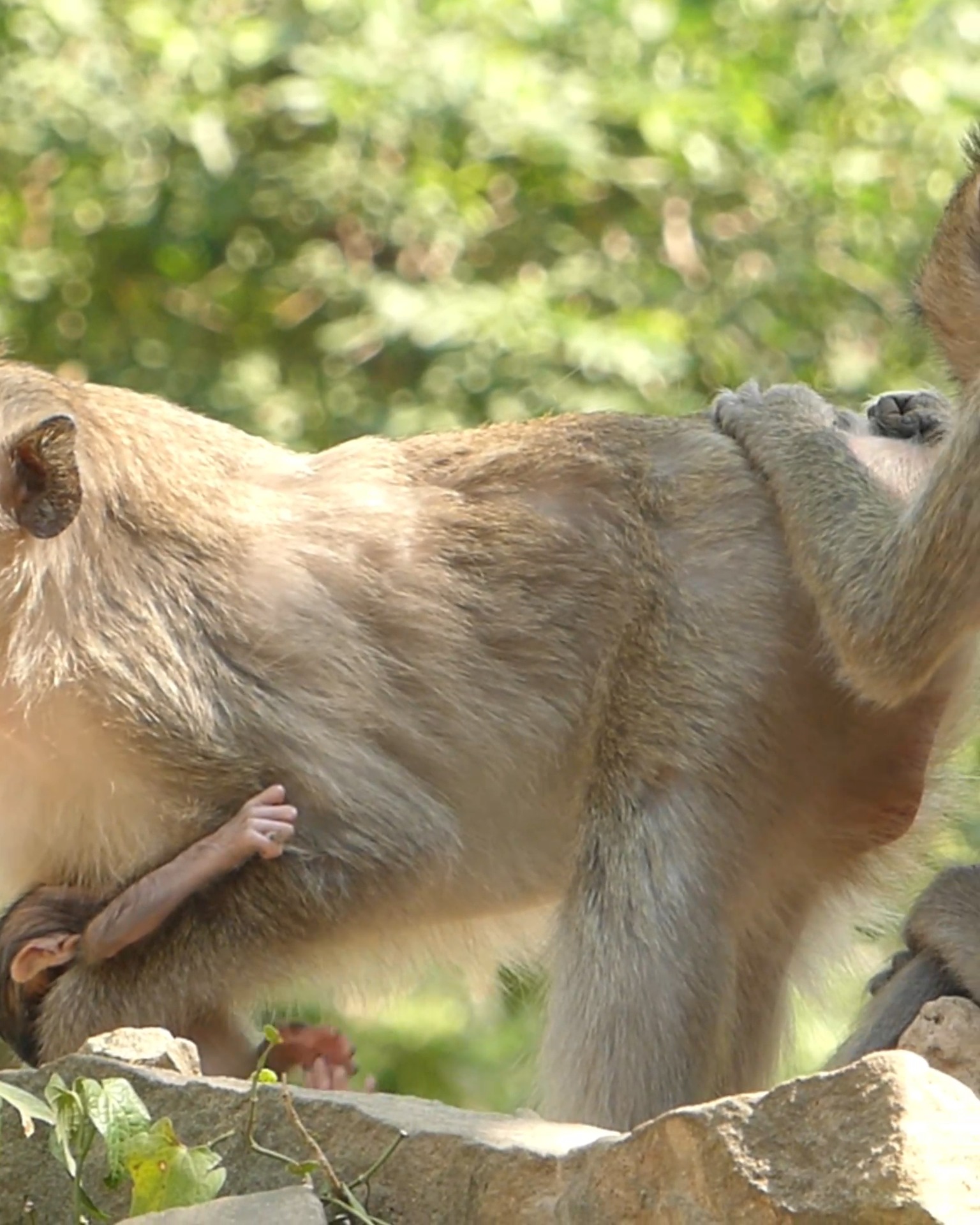 How cute baby with the right mom full care with feeding | BB Monkey ...