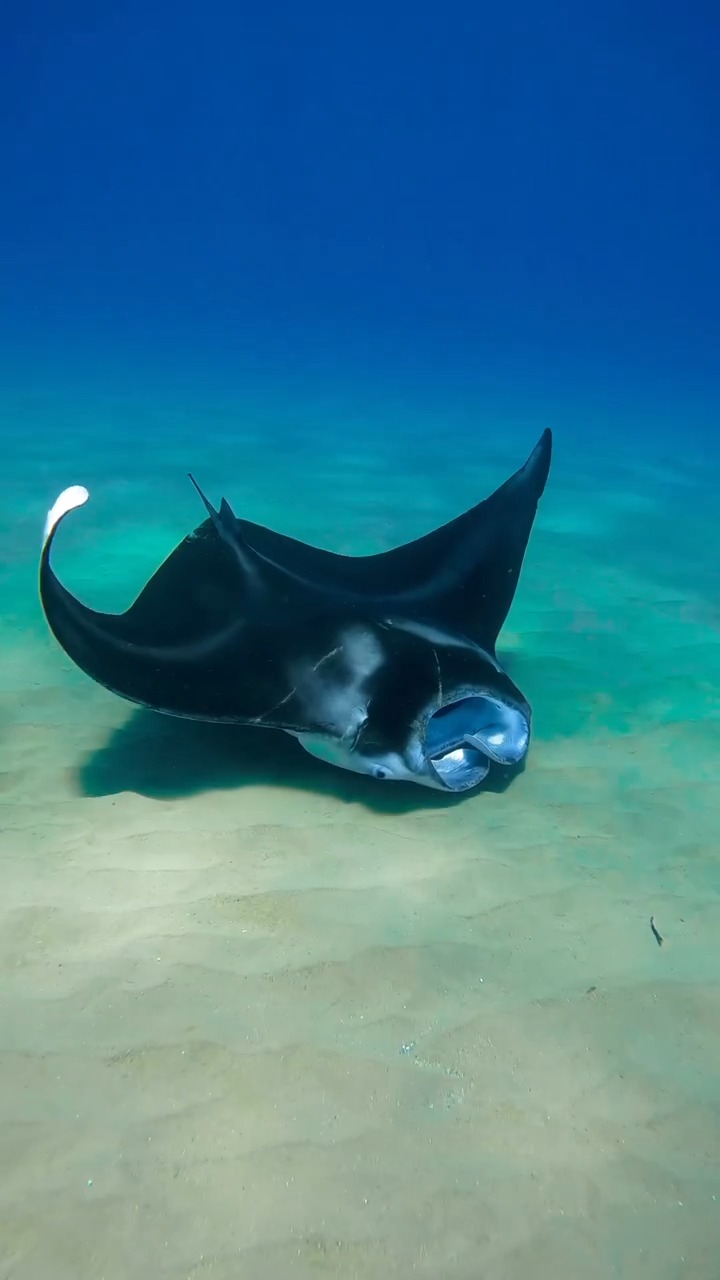Moments like these 💙🙏 Manta Rays are majestic animals that inspire awe ...