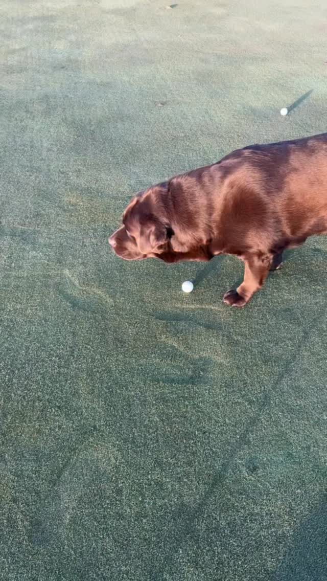 T(ruck) time #chocolatelab #labrador #dog #golf #funnydog | Truck the Dog
