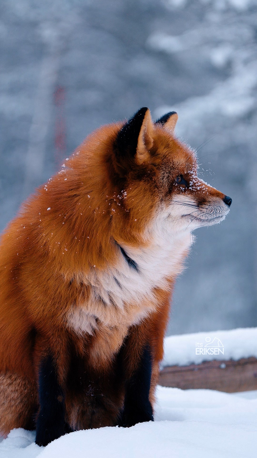 Red foxes stay active all winter — they never hibernate, no matter how ...