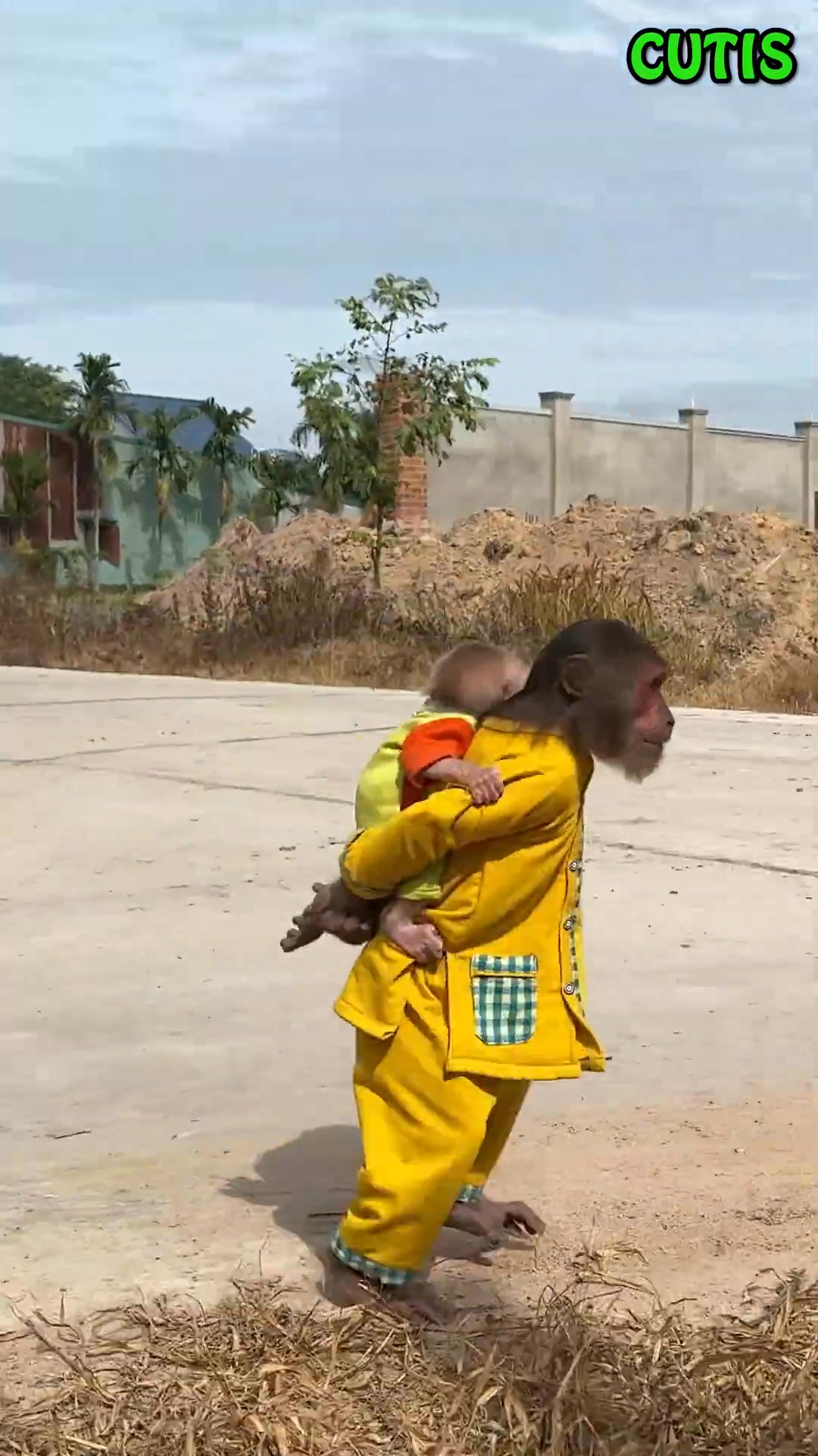 The Funny Monkeys Made a Mess in the Market Just Because of This! . . # ...