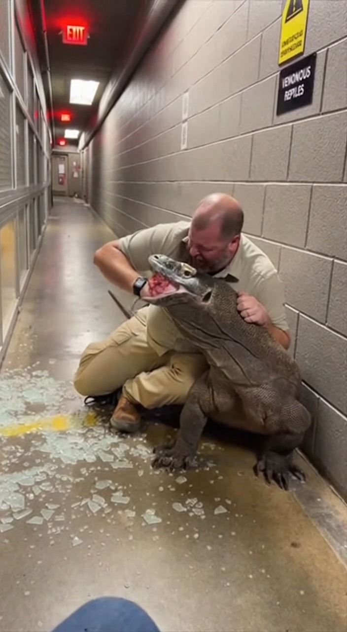 A terrifying incident at a major city zoo's reptile house was caught on ...