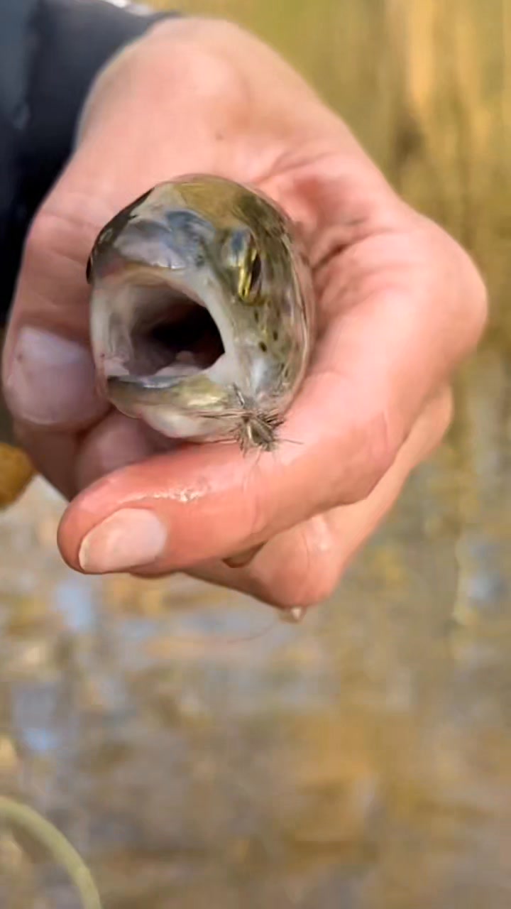 It’s about the rise not the size. The hatch was furious. #dryfly # ...