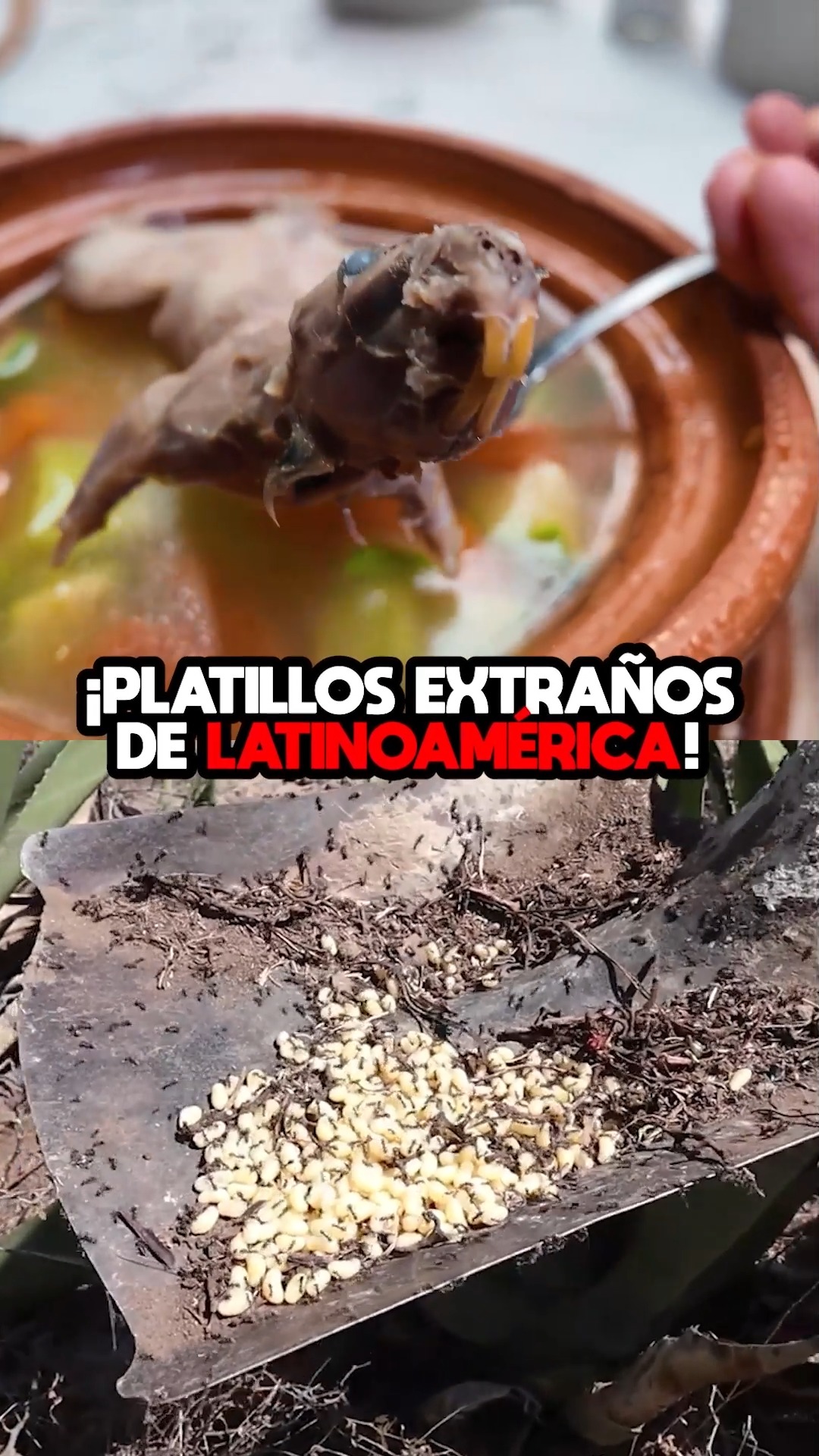 Estas son las comidas más extrañas de Latinoamérica | Filosóraptor ...
