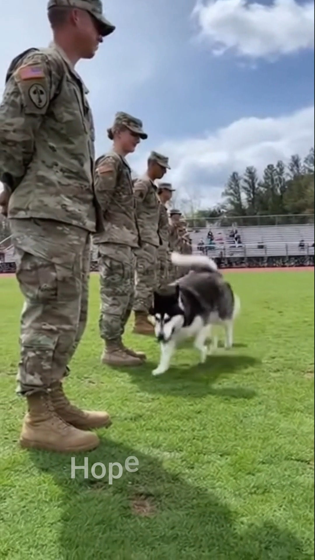 In the middle of a serious military formation, an unexpected guest ...