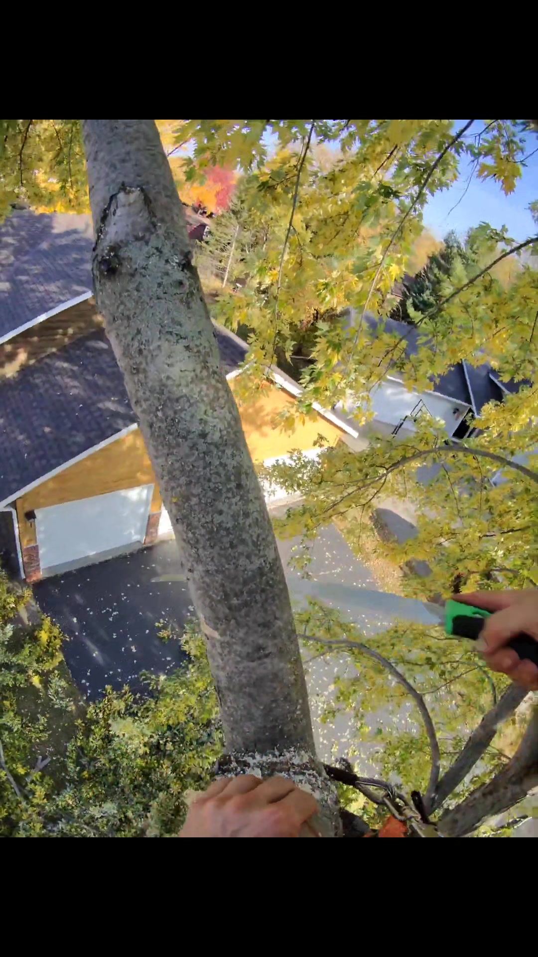 #viralreels #treeworker #treeclimbing #satisfying #usareels #reels # ...
