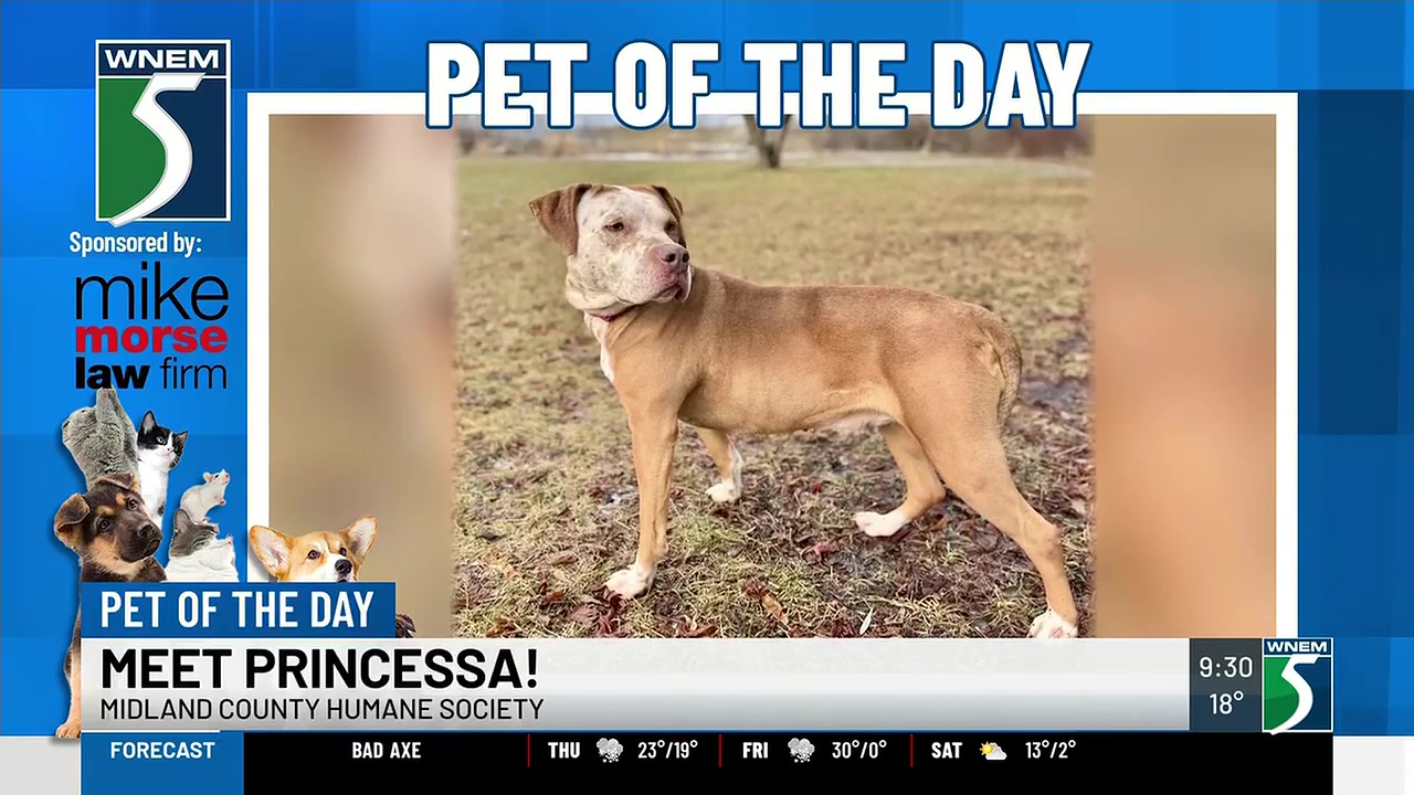 Meet today's TV5 Pet of the Day, Princessa! Paid Partnership with Mike ...