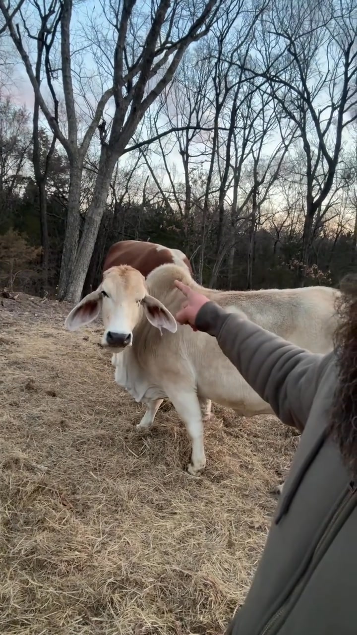 New calf…ANYTIME! And we think it’s Rufus’s. Name ideas??? # ...