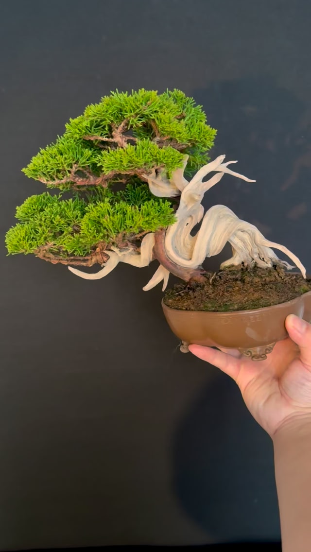 Itoigawa Shimpaku 系鱼川#盆栽#bonsai #真柏#shimpaku #juniper
