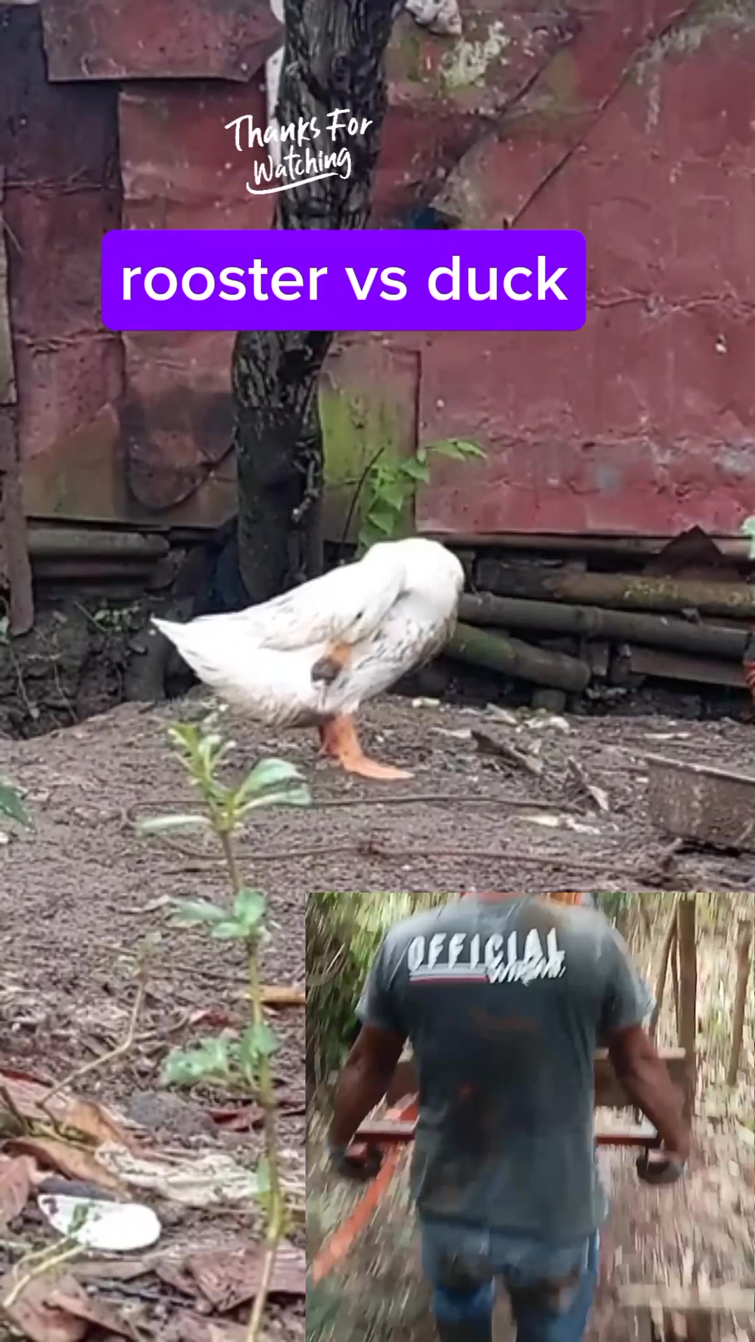 Rooster vs duck 😲 #reelsfacebook #ayam #chicken #rooster #duck # ...