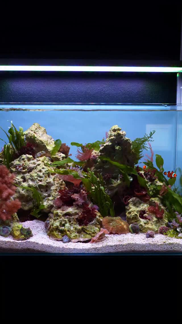Gallery Detail: First Of All Reef Tanks Are A Lot Easier To