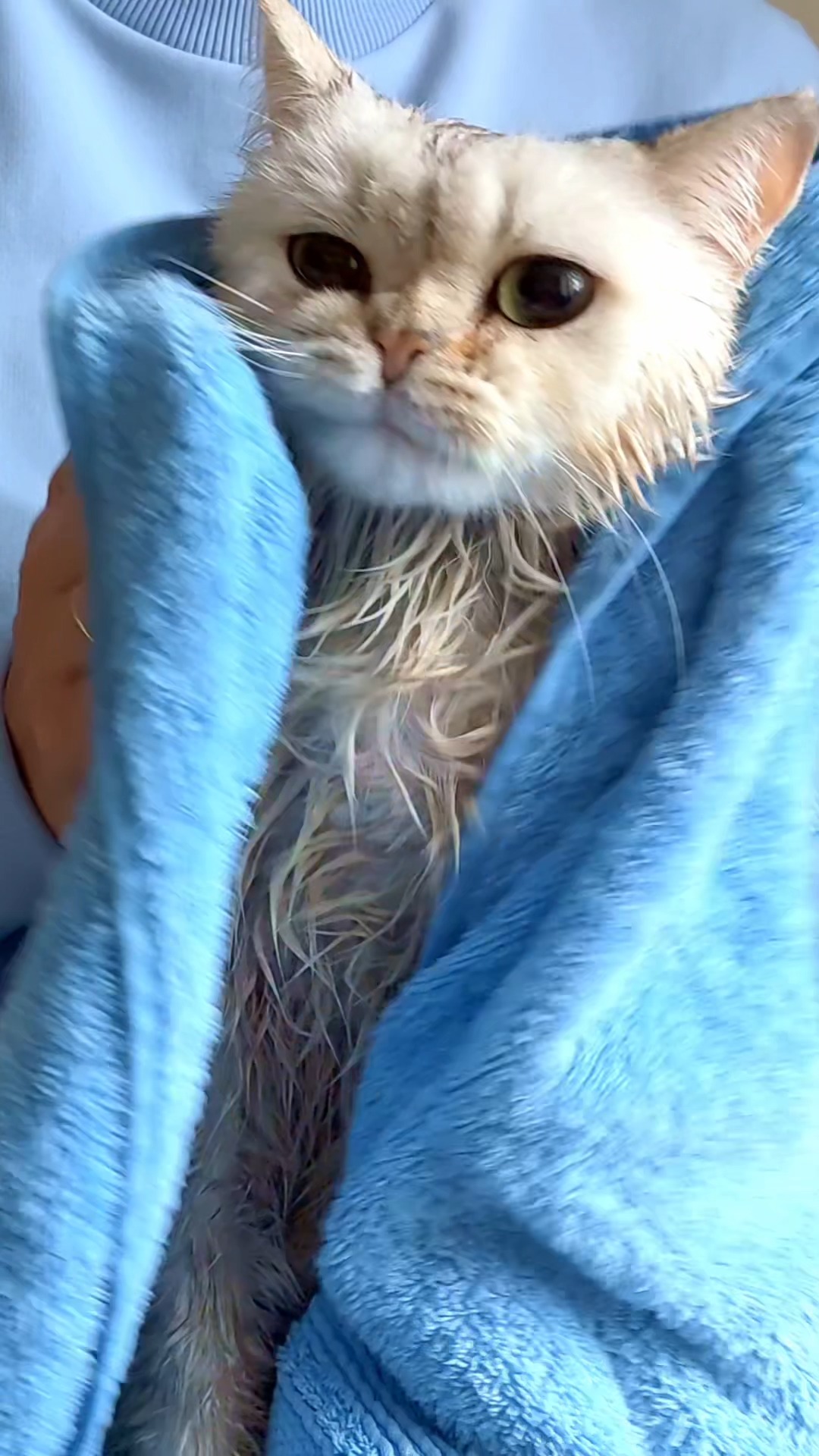 Why don't most cats like rain? Because they're tiny desert animals at heart. 🌵 Domestic cats ... - Why Cats Hate Getting Wet In Warm Climates