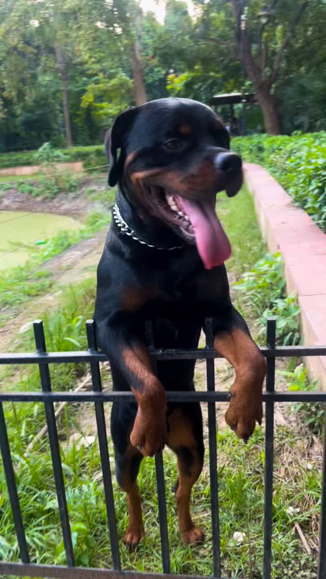 #rottwe #rottweiler_feature #rottweiler_lovers #rottwelerlove # ...