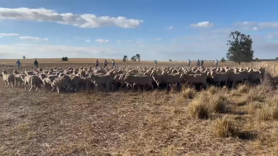 What a great day..🐑🐑 Yesterday 7 properties opened up their yards for ...