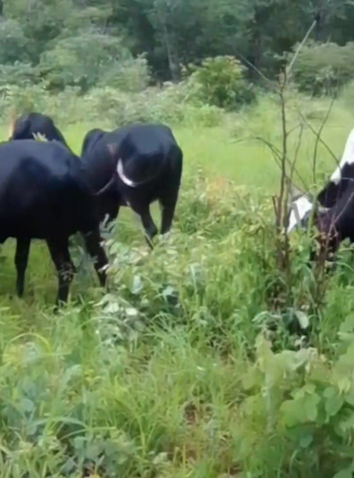 Veld finished Cattle are more Profitable for the farmer. #ANGONI THE ...