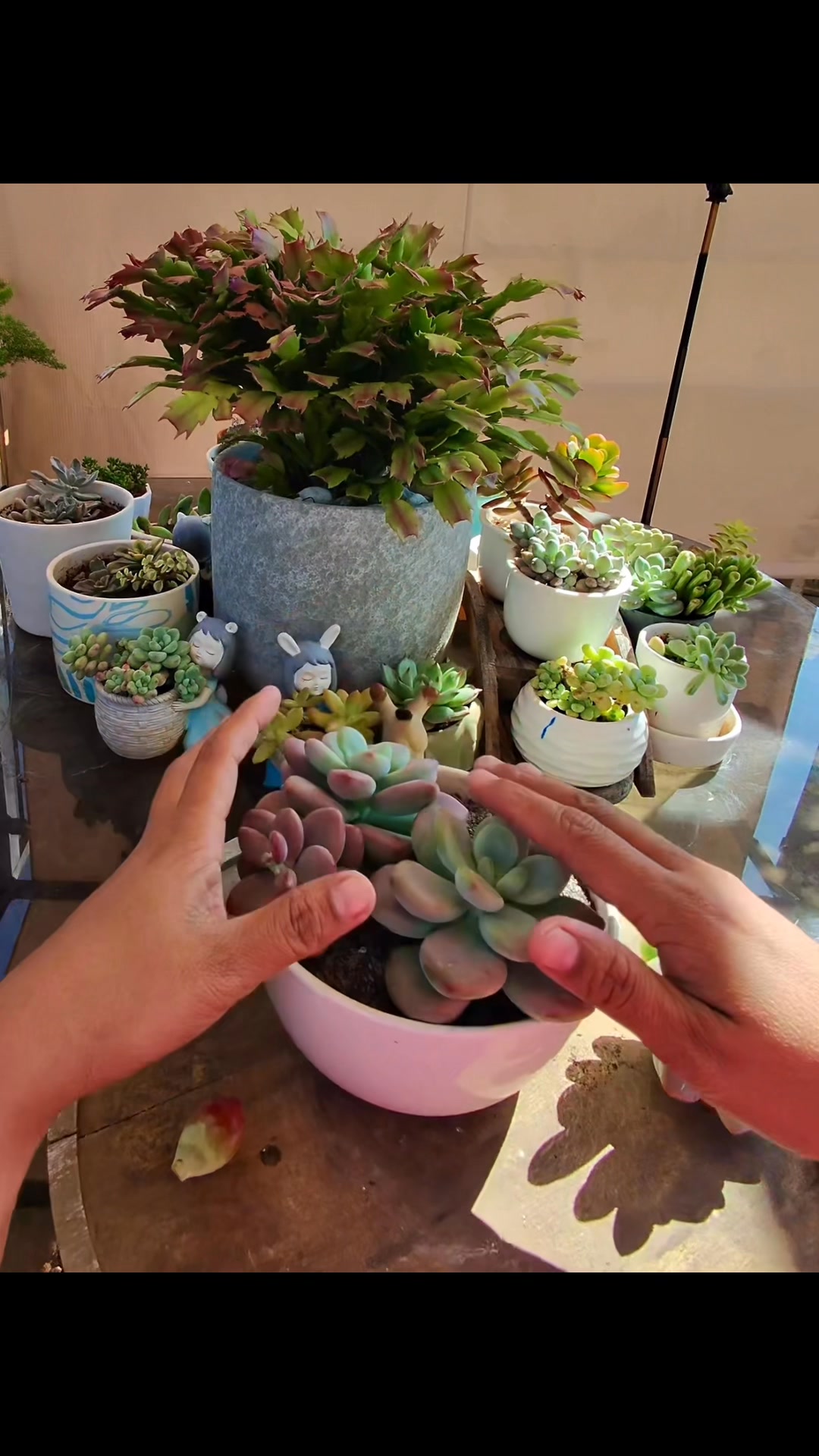 Time to put them in dirt #fblifestyle #succulent #succulents # ...