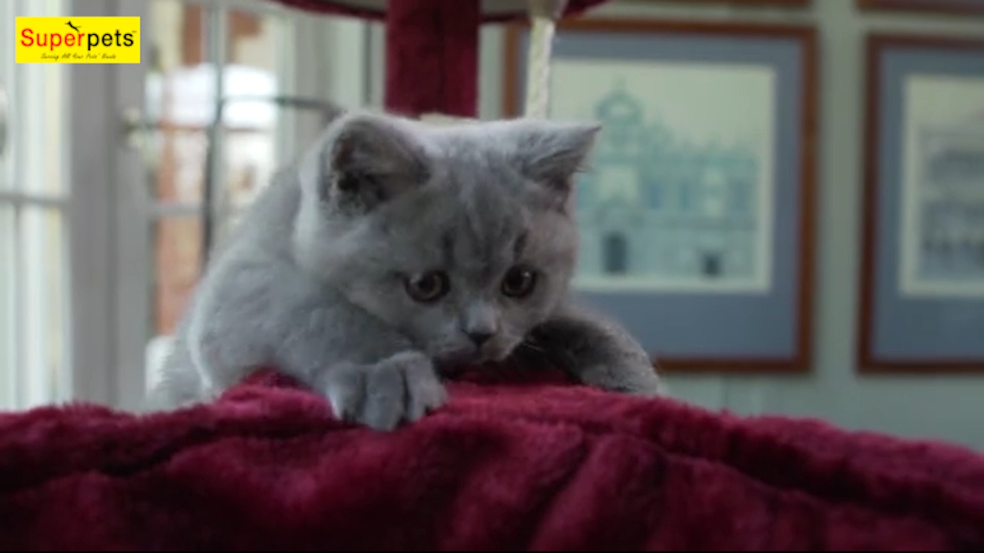 Superpets Meow Food For British Shorthair Cats Facebook