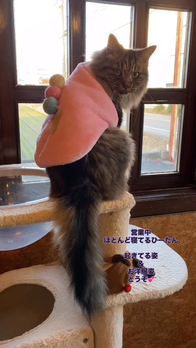 猫カフェ Nekoru - ねこる | Kurume-shi Fukuoka