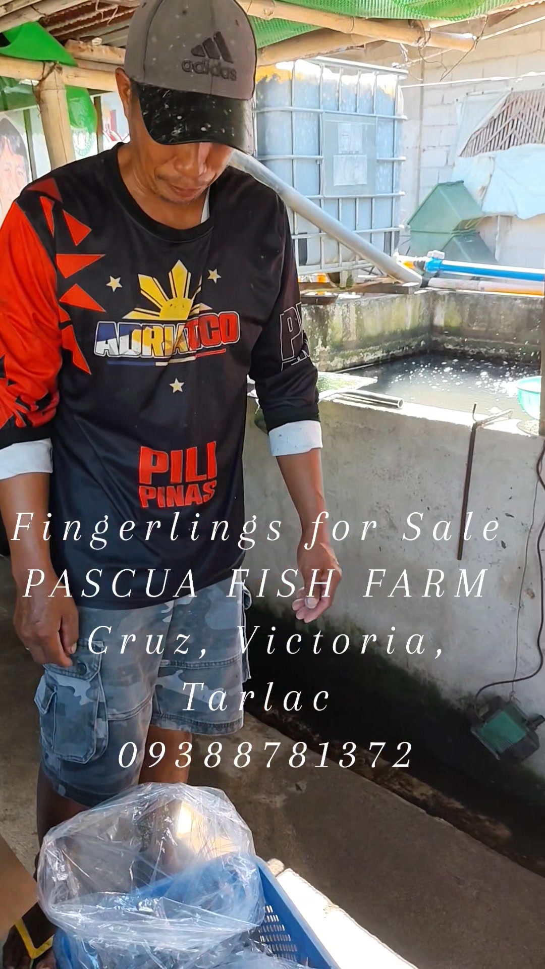Dito na kayo bumili sa amin. Magaganda na ang fingerlings, maganda pa ...