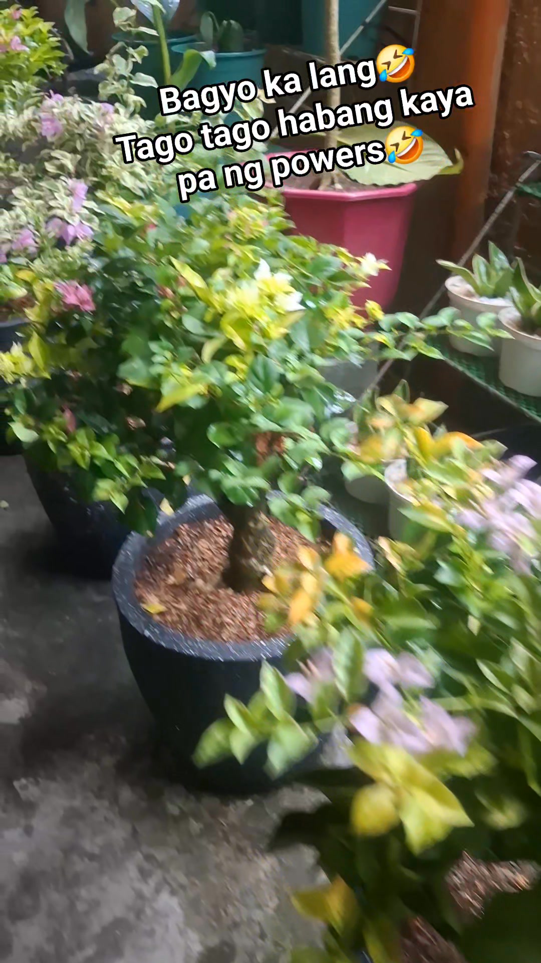 Safe na ang ilan sa kanila😅😅😅 Iwas kahit papano sa bagyo ang may ...
