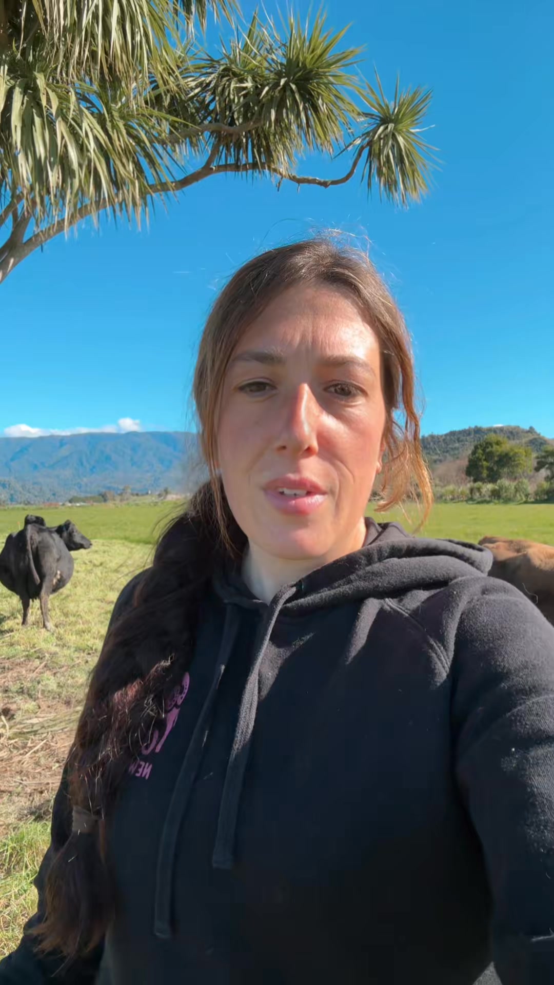 Daily pregnant cow update! | Cowsofnewzealand | Facebook