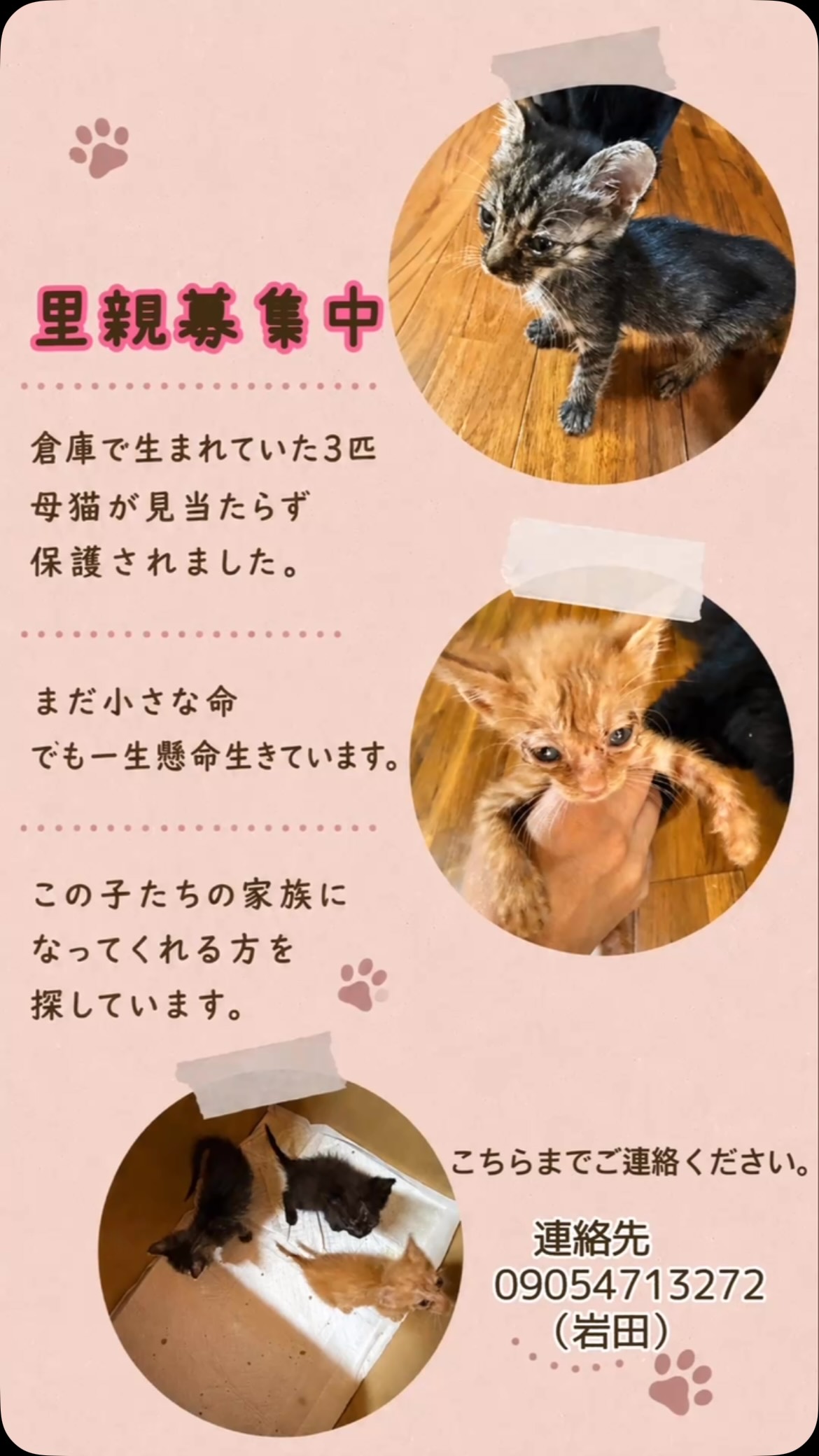 島neco会
