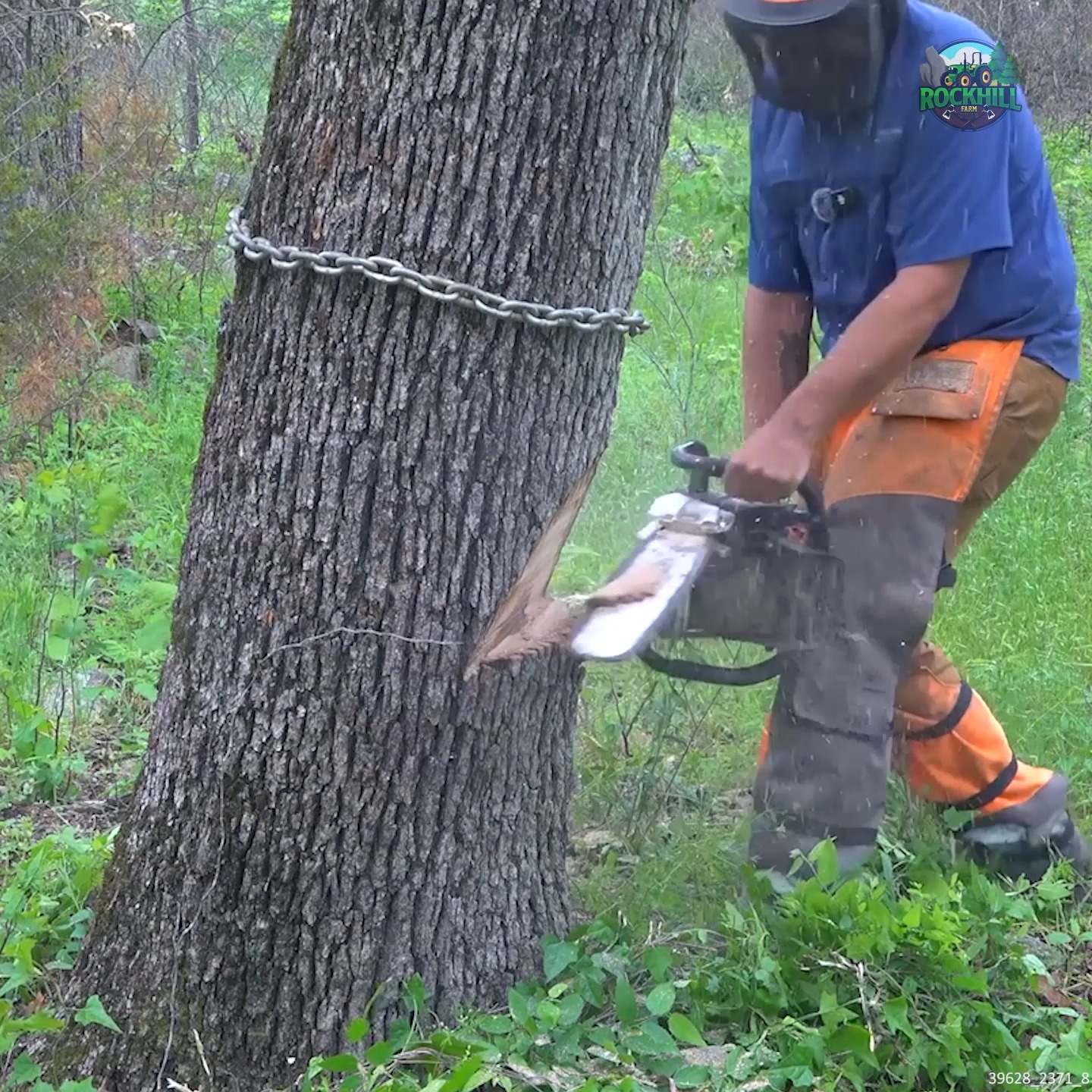 Cutting Down a Dangerous Leaning Tree #trees #treeremoval # ...