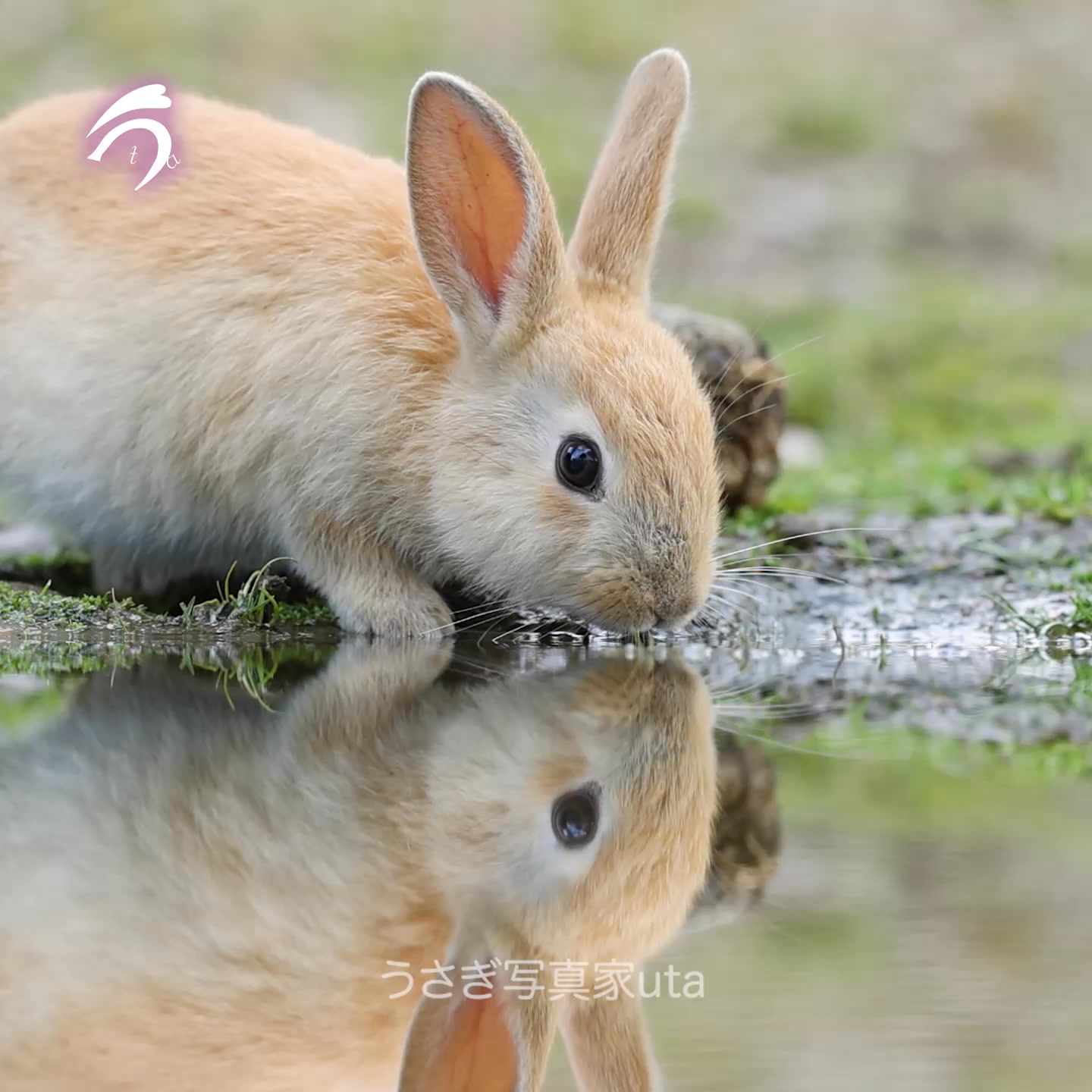 お水を飲む姿だけでもかわいいのに、リフレクションしていてさらに 
