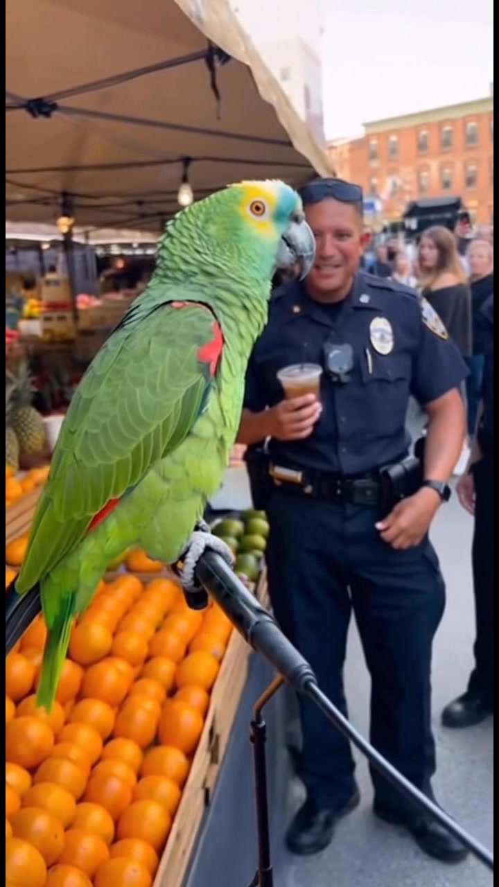🦜 Parrot: “Hey officer, are you single or just emotionally unavailable ...