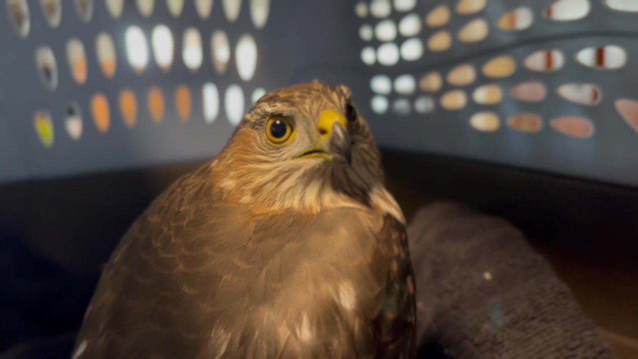 Sharp Glances From The Sharp Shinned Hawk… This beauty has something ...