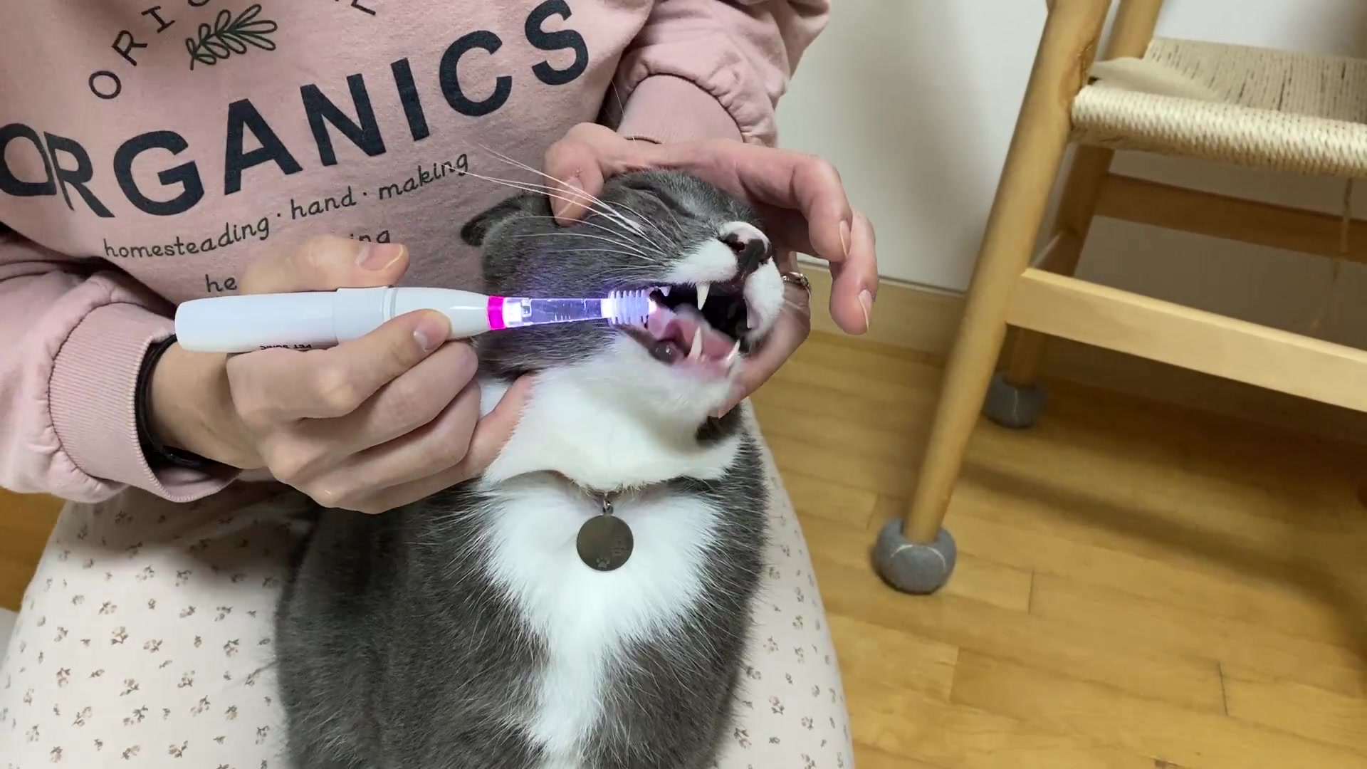 #pettoothbrush #petsonic #펫소닉칫솔 #반려견 #반려묘그램 #cattoothbrush # ...