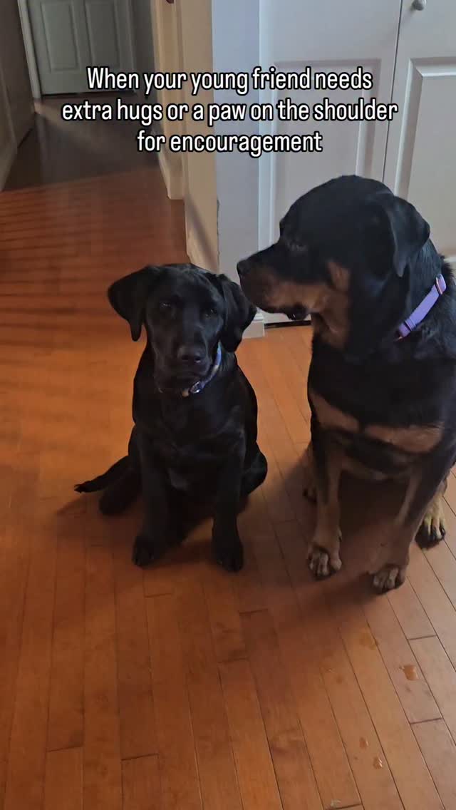 Everyone could use a hug from Chesnyy #dogsofinstagram #rottweiler # ...