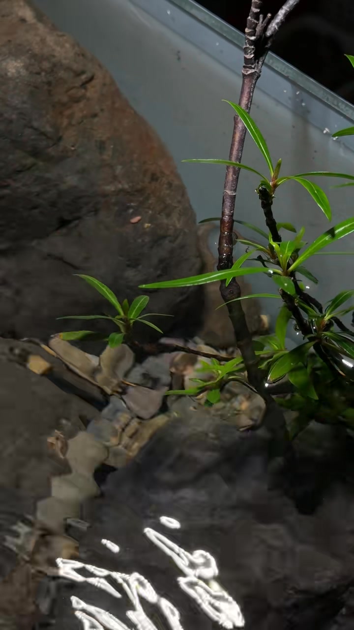 🌊 Hillstream Setup — Nature-Inspired Flow In real rivers, pebbles come ...