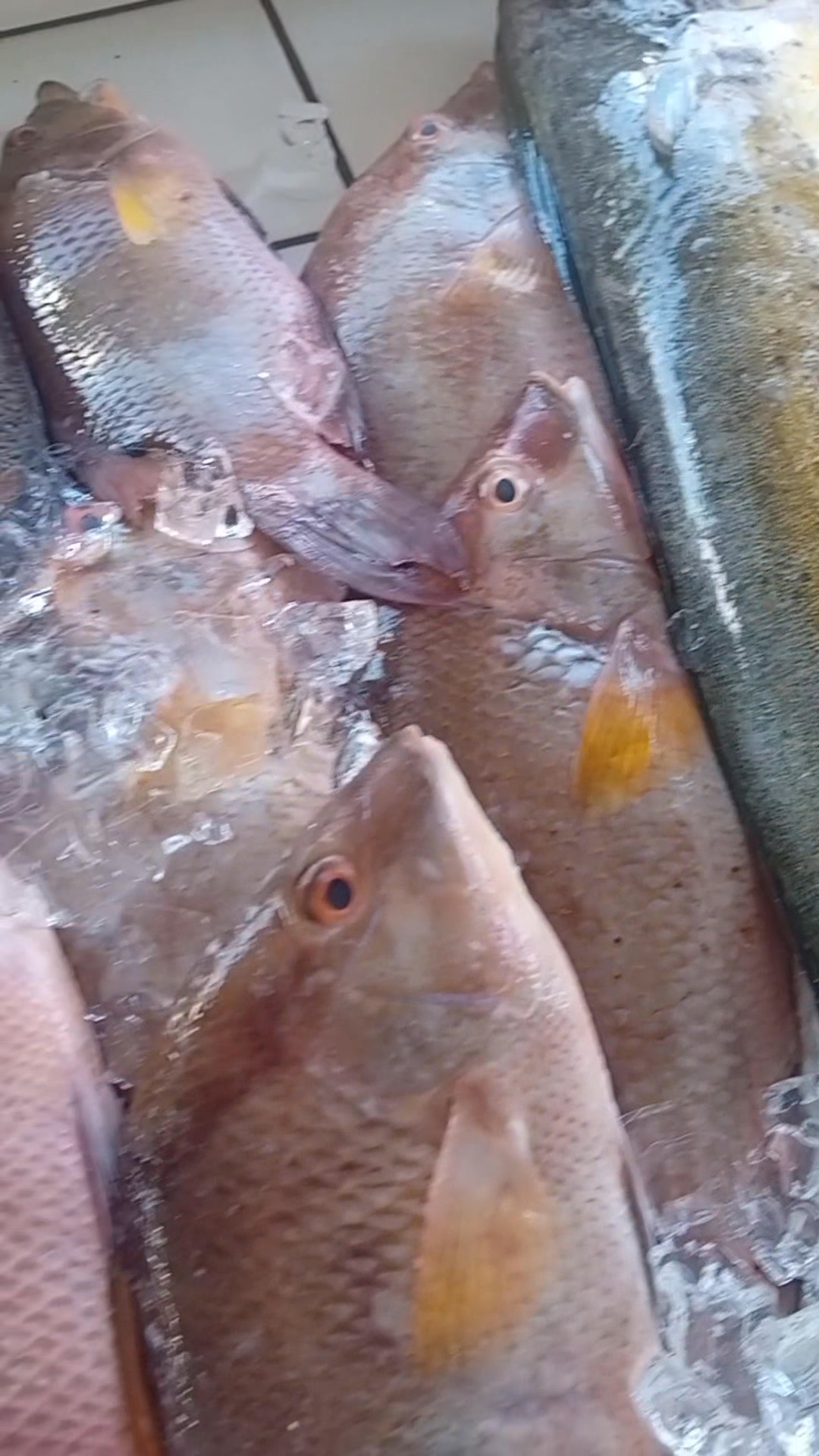 SIMPSONBAY FISH MARKET TEL 5233213 WHATSAPP 5803625 We urgently need ...