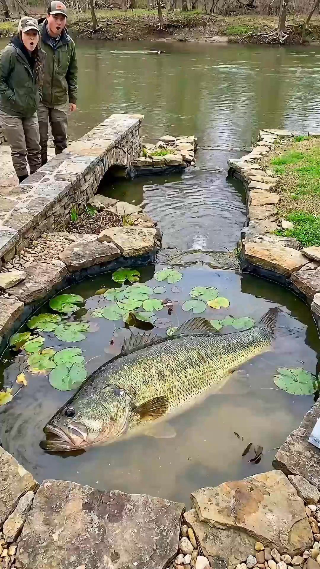 😱 A giant bass fish becomes stuck in a shallow ornamental pond ...