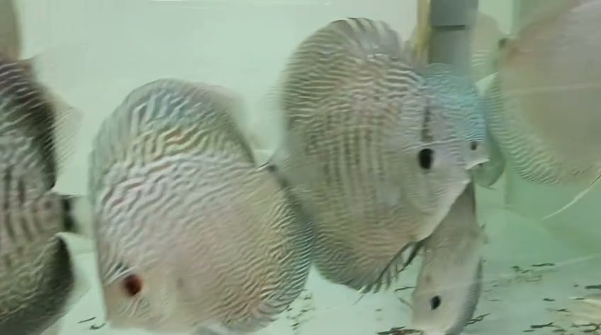 Selangor 壁掛け 金魚 蓮 楽天市場】蓮金魚の通販