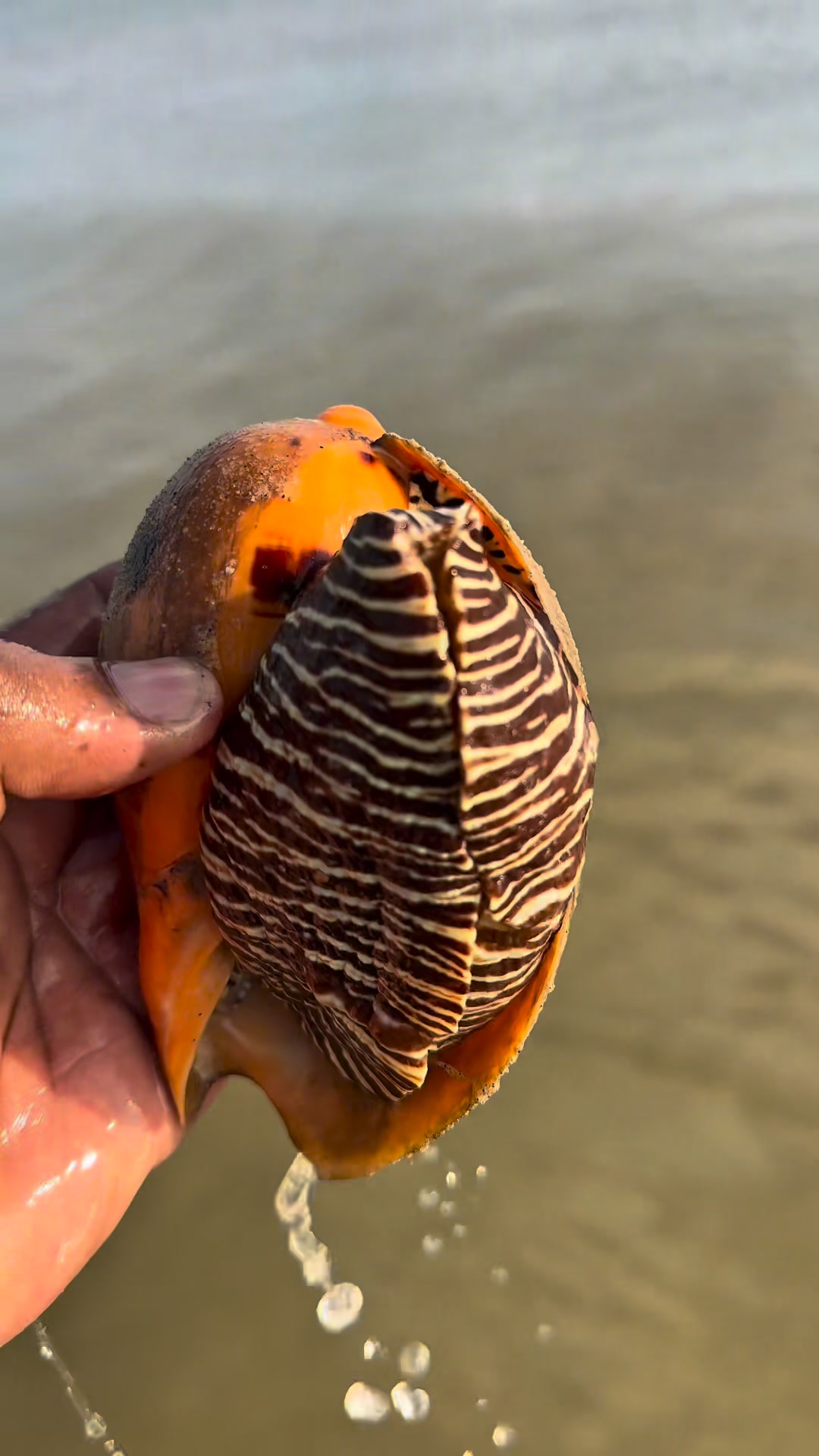 Conch Shell Survival #fypシ゚viralシ #conch #sealife #fishing #fishing ...