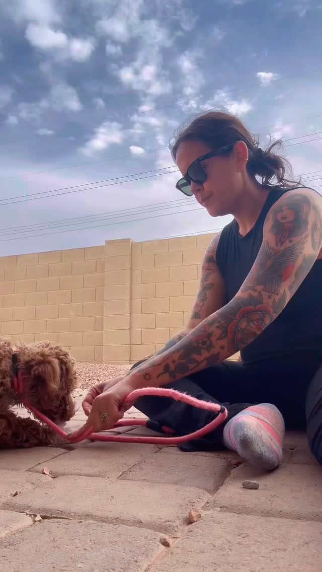 Repetition. Patience. Consistency. Teaching Gucci to lay down is cute ...