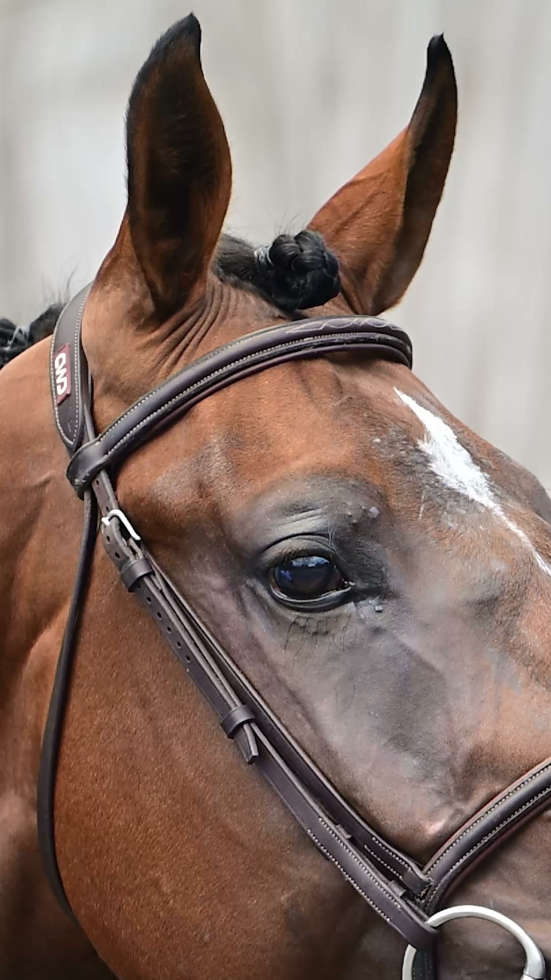 🔸﻿﻿THINK OF ME OSPA🔸, Scope, technique and performance blood!, WOODLAND'S - KATTENHEYE FUTURE STARS, 4th of September - Live & Online Auction | Woodland's International Sales