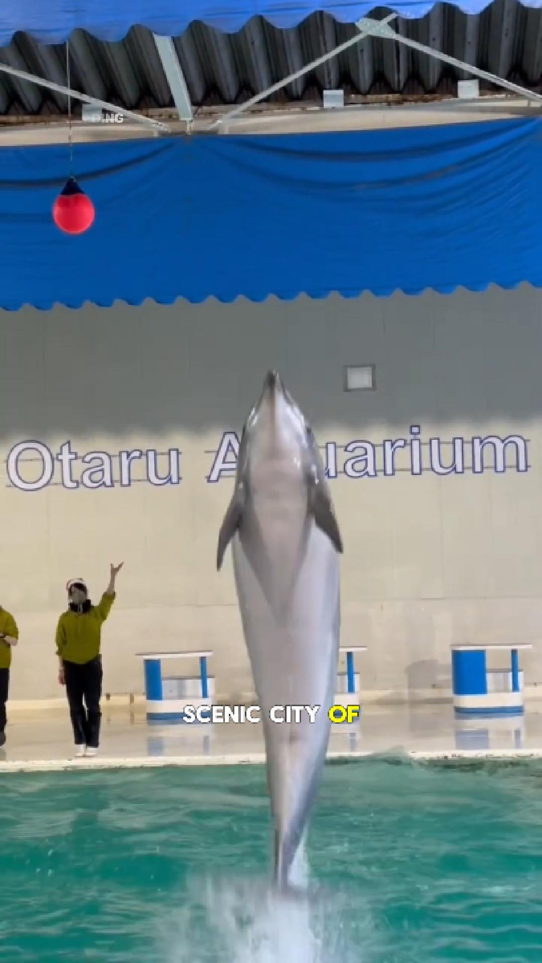 AOAO Sapporo is Sapporo's newest urban aquarium located right in