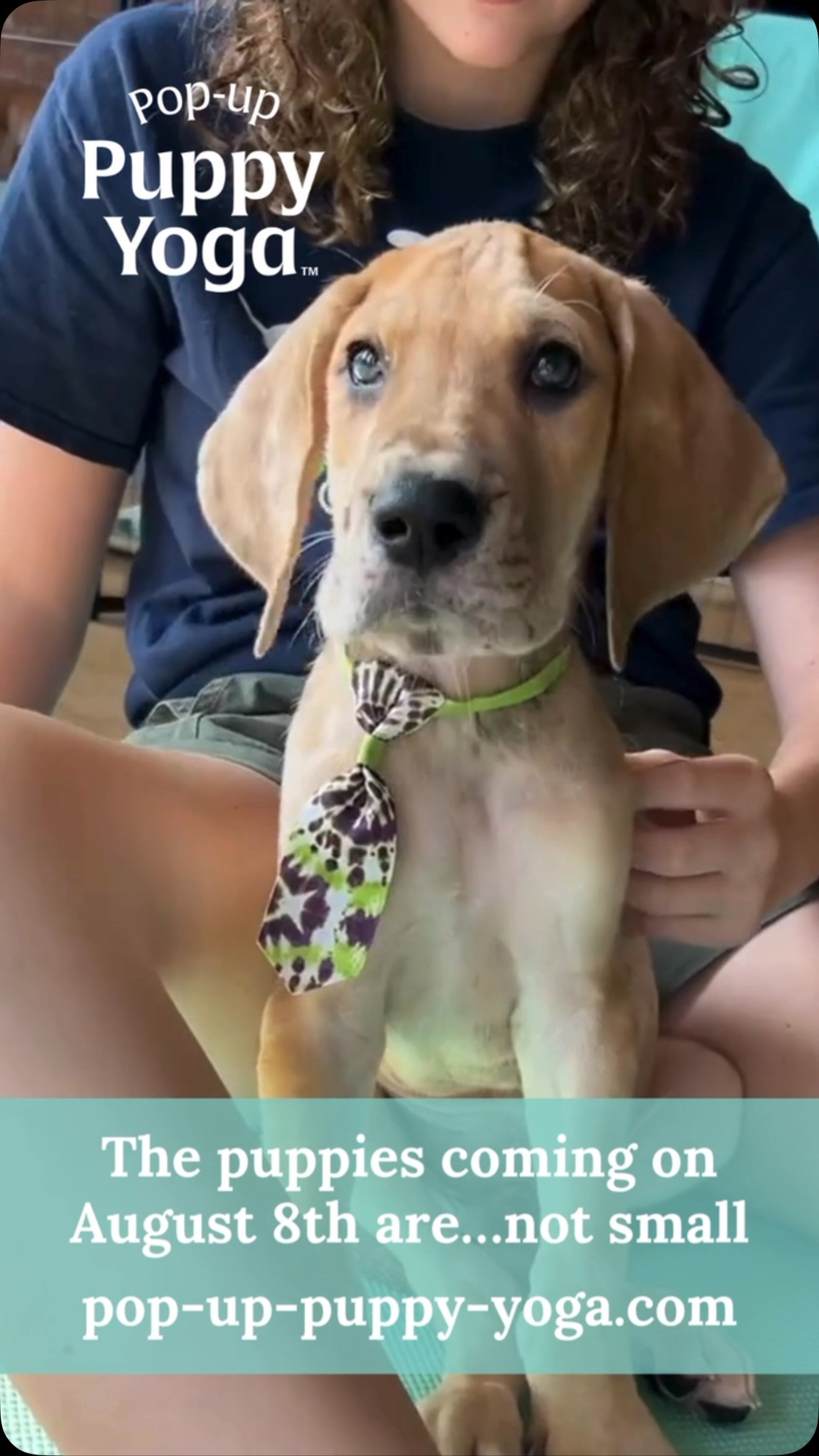 パピー Big dogs, bigger hearts 🐾 Great Dane puppy yoga is here — bring