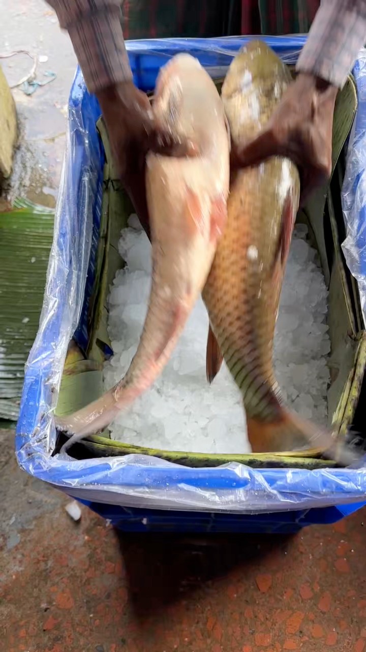Amazing Technique for packing fish with ice. #viralreels | BP Milon ...