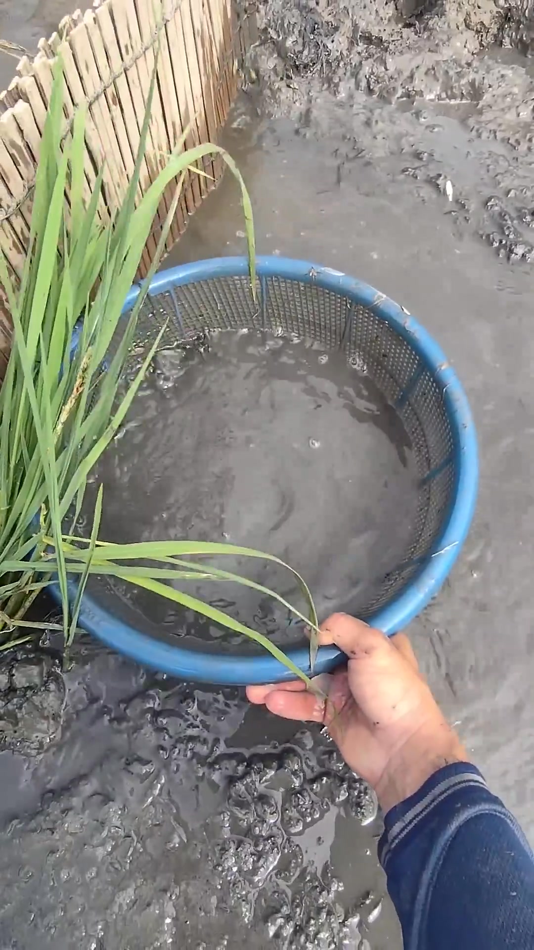 #fishing #sanbattunhien #vlog #fish | Zav Bola | Facebook