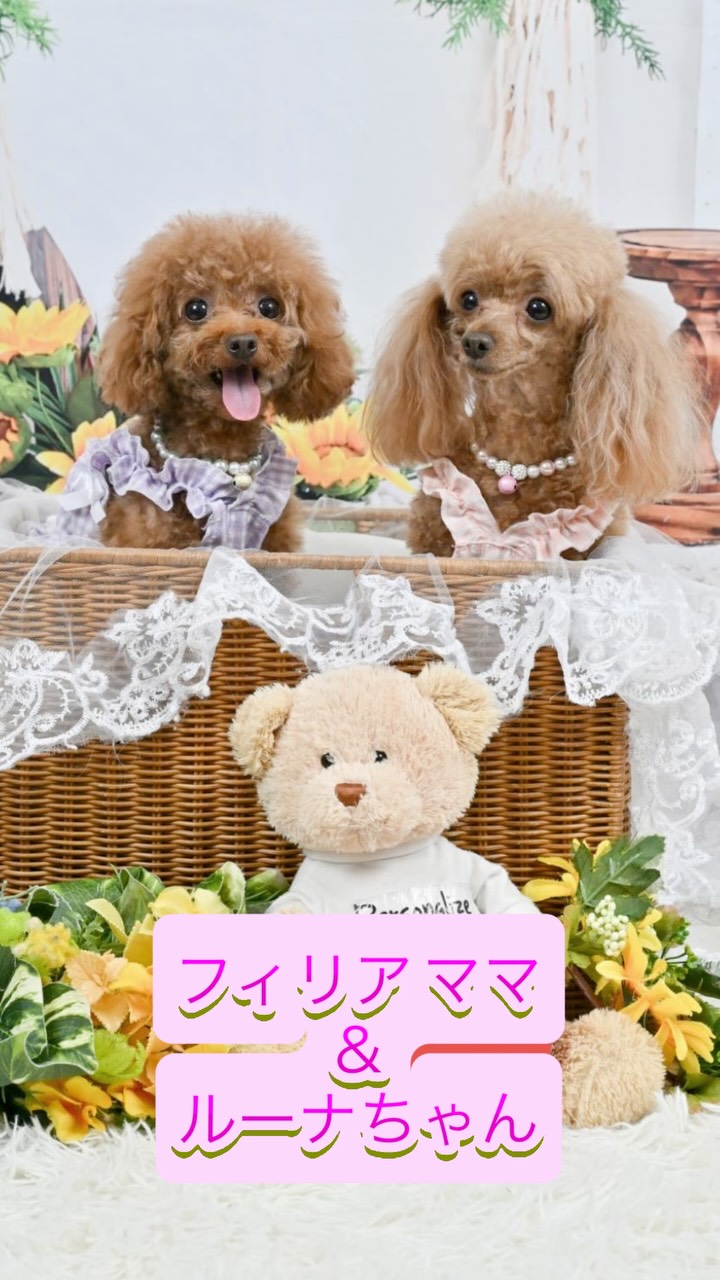 ♡ポメちゃん、プードルちゃんオーダーページ✨ WanLink | Settsu-shi Osaka