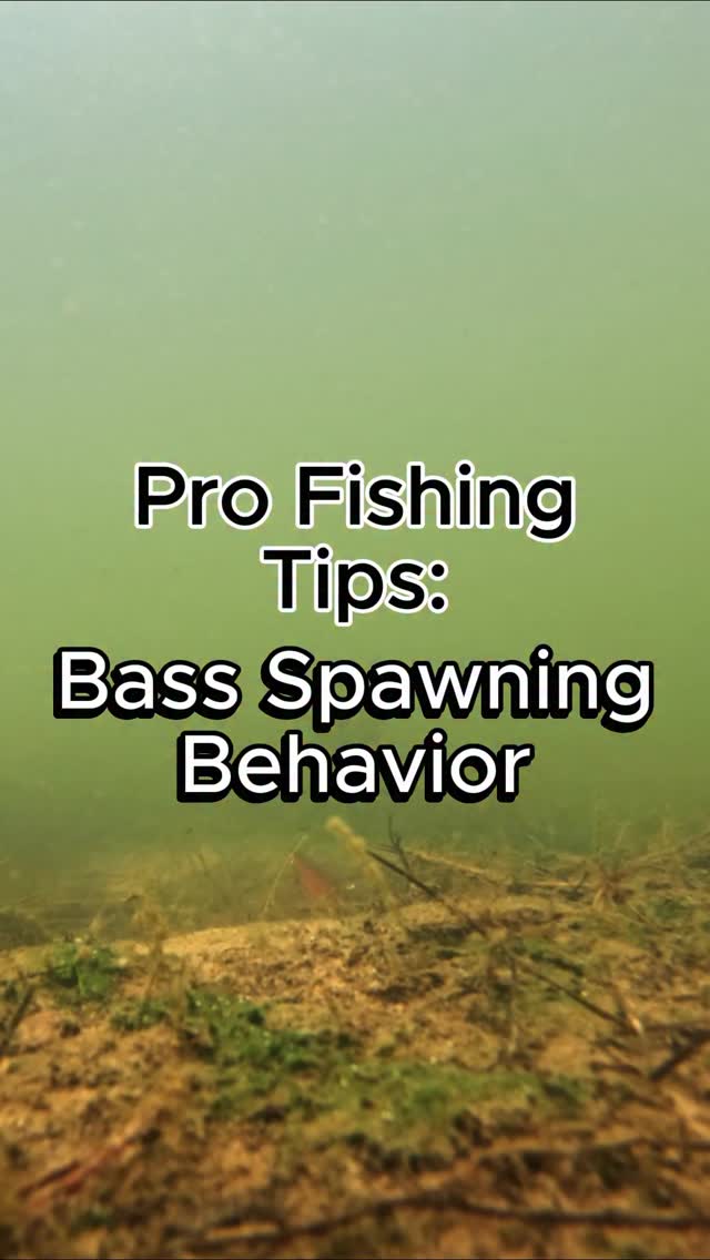 Understanding Bass Spawning behavior. #fishing #bassfishing # ...