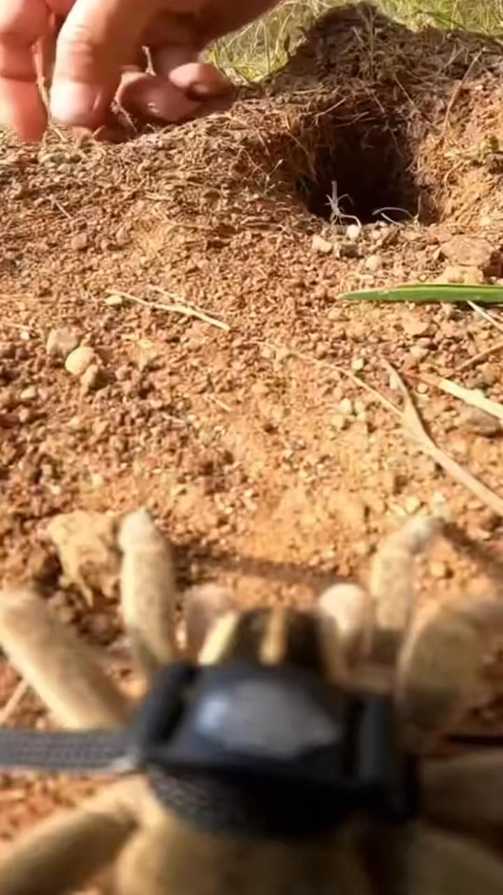 Spider POV: Tiny Camera Reveals Hidden Life – AI Generated Close-Up ...