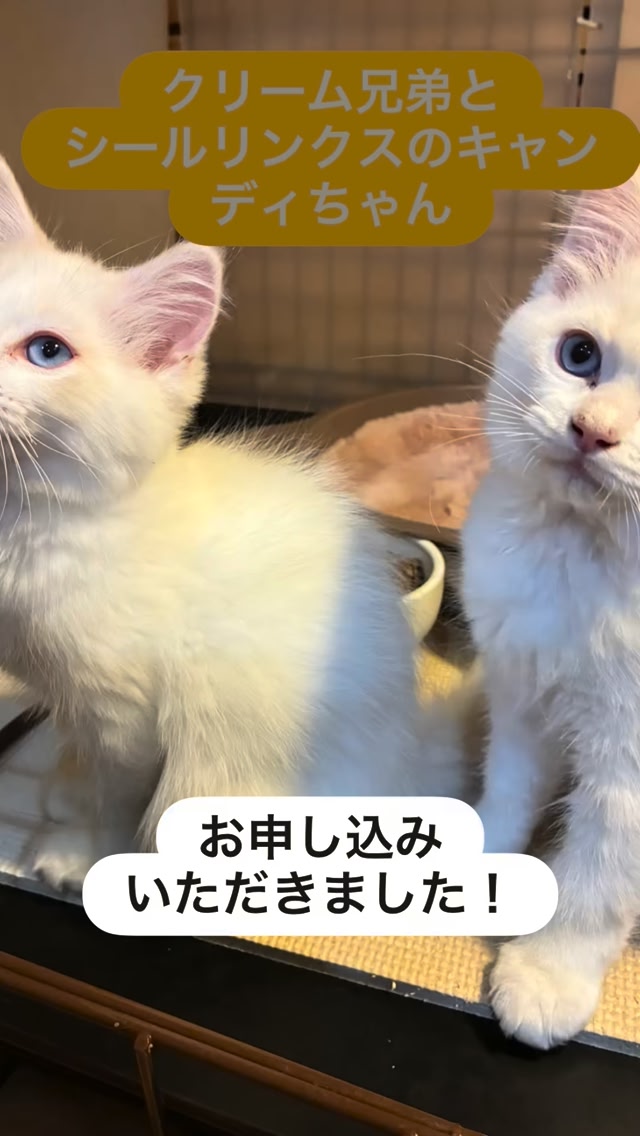 たまねこ | Tama-shi Tokyo