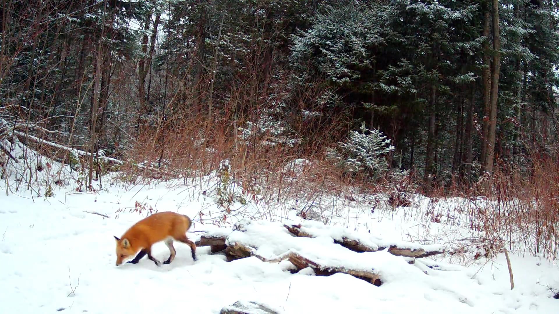 A few of the regular visitors over the course of a week or so in ...